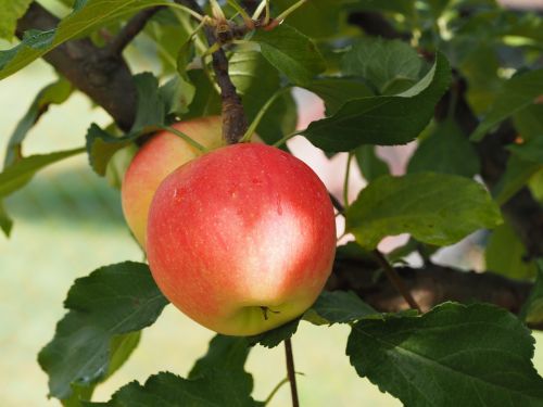 apple bio harvest