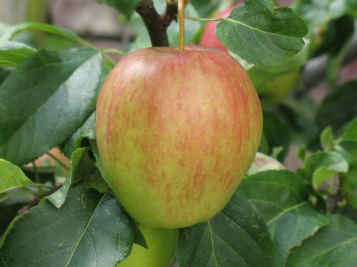 apple nature fruits