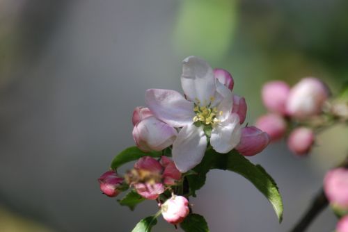 apple flower nature