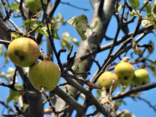 apple fruit organic