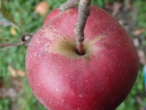 apple stengel stalk