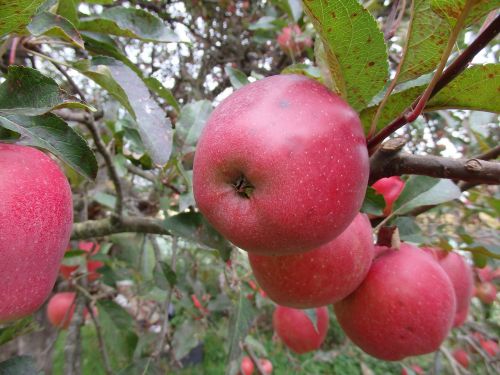 apple red tree