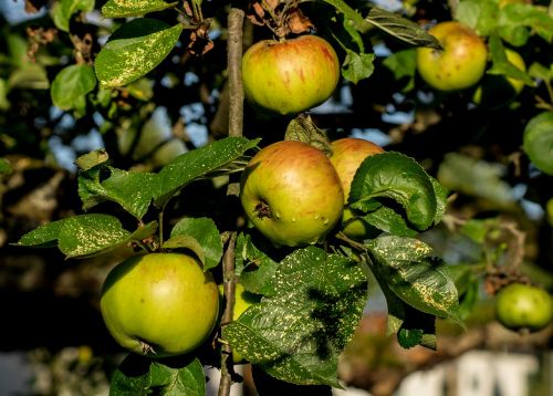 apple ripe apple tree