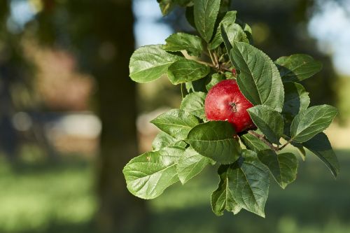 apple harvest autumn