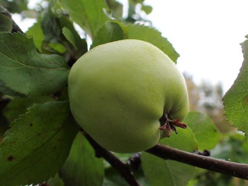 apple green mature