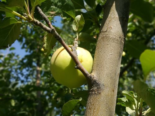 apple leaves tree