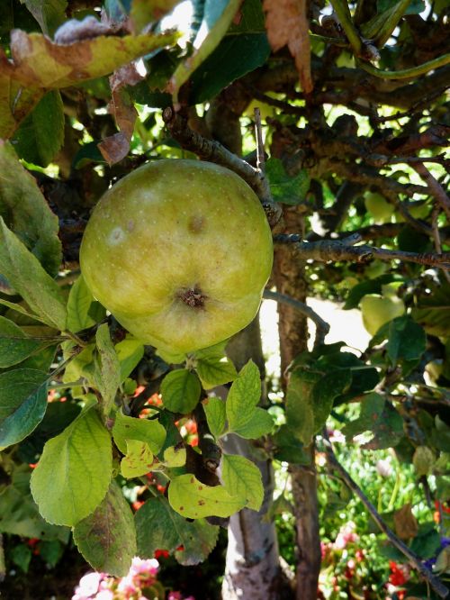 apple autumn vitamins