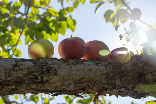 apple tree