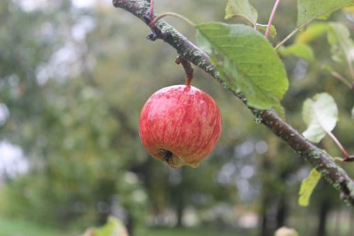 apple nature natural