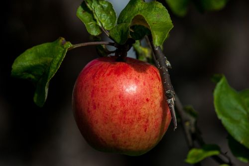 apple red autumn