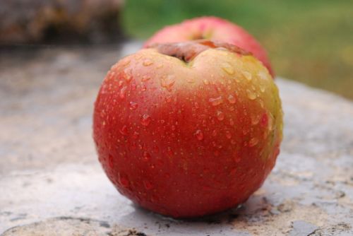 apple picture fruit