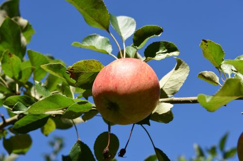 apple blue sky