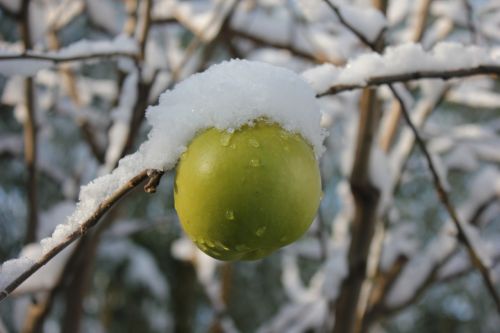 apple winter snow