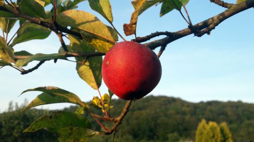 apple fruit