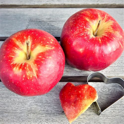 apple fruits pome fruit