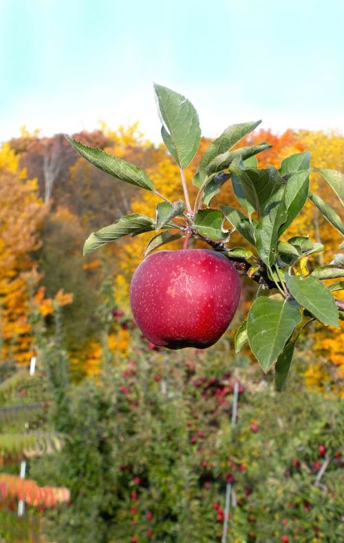 apple tree orchard
