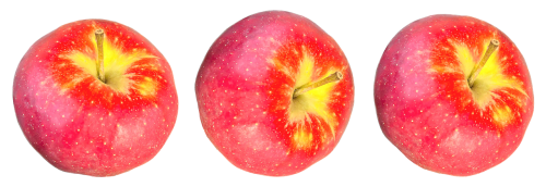 apple fruit pome fruit
