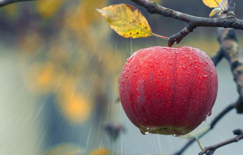 apple fruit rain