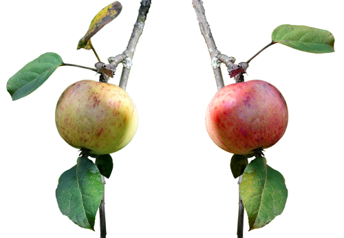 apple branch fruit