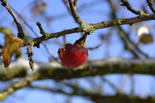 apple fruit winter