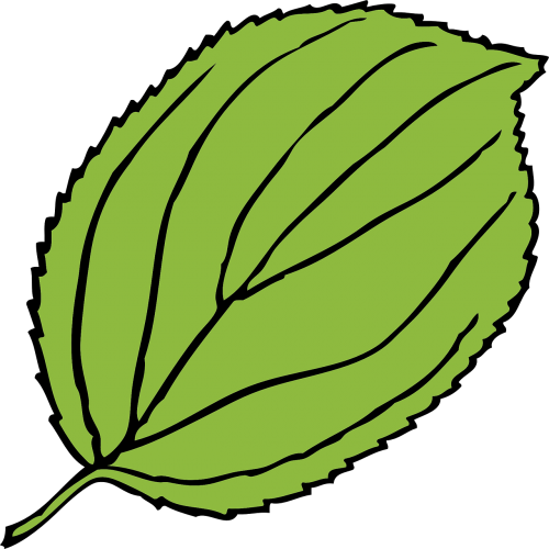 apple leaf green