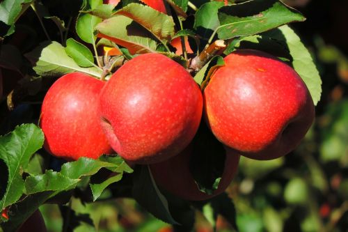 apple south tyrol fruit