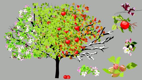 apple  apple tree  seasons