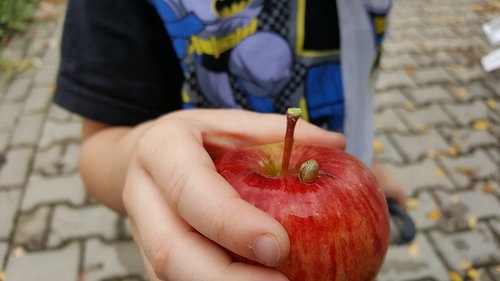 apple  snail  child