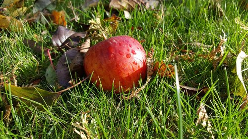 apple  autumn  grass