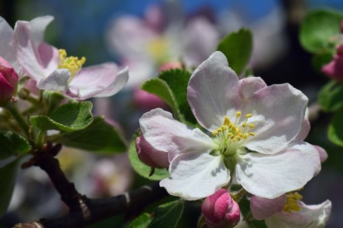 apple  apple tree  blossom