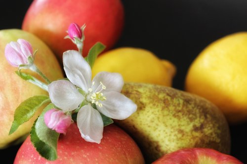 apple  fruit  apple blossom