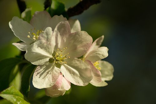 apple  blossom  bloom