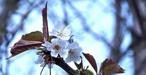 apple  blossom  bloom