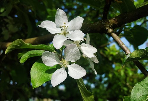 apple  blossom  bloom