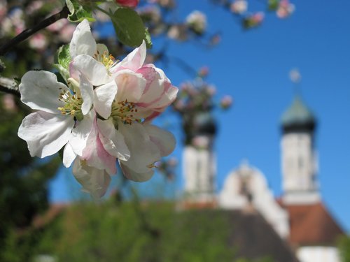 apple  bloom  nature