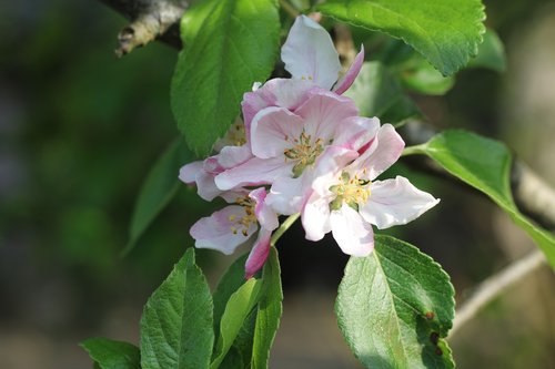 apple  apple blossom  blossom