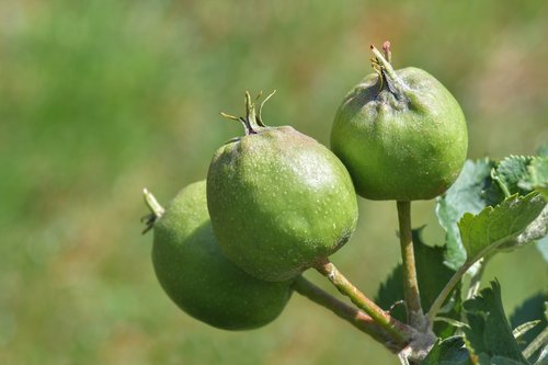 apple  leaf  fruit