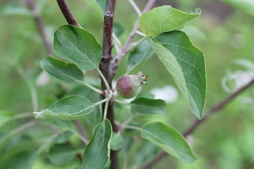 apple  apple tree  fruit