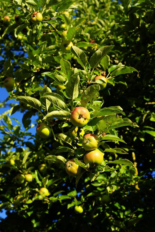 apple  apple tree  garden