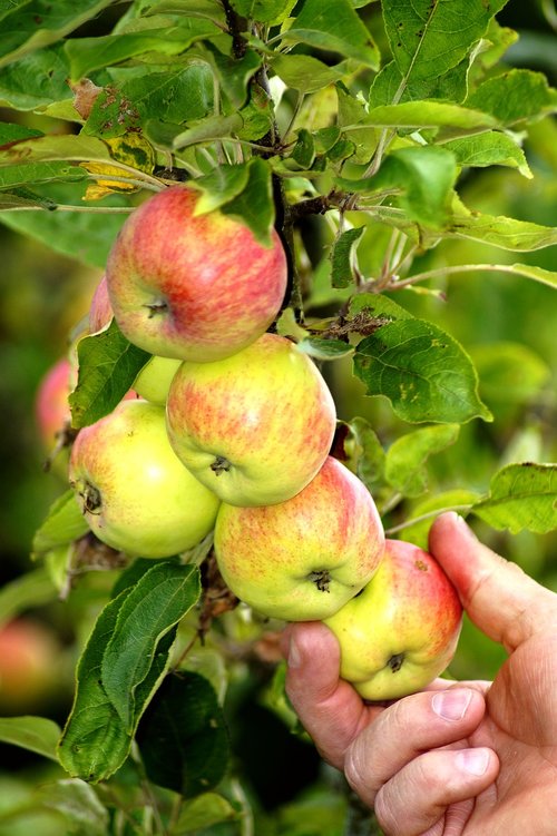 apple  fruit  hand
