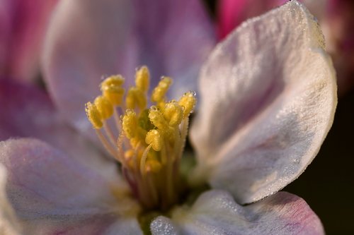 apple  flower  nature