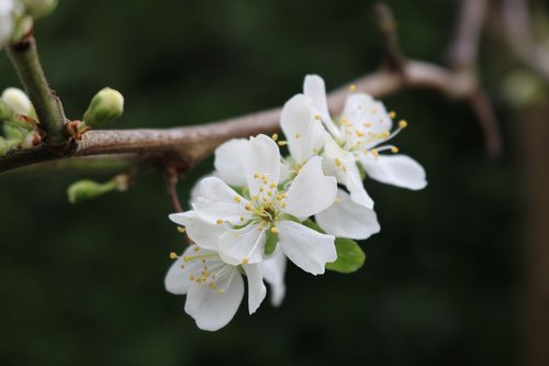 apple  blossom  flowers
