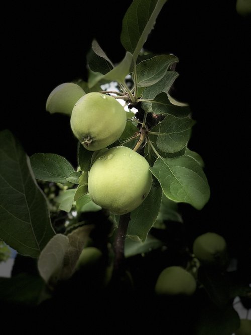 apple  fruits  healthy