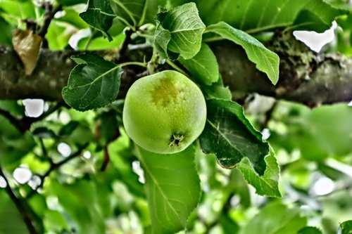 apple  fruit  home