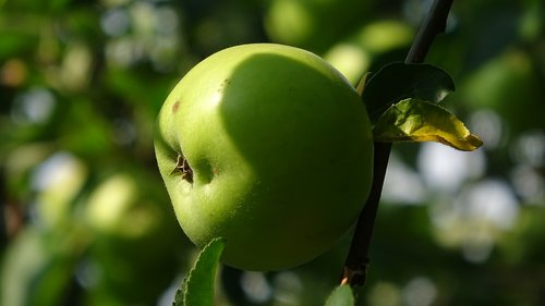 apple  tree  green