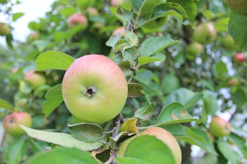 apple  sad  garden