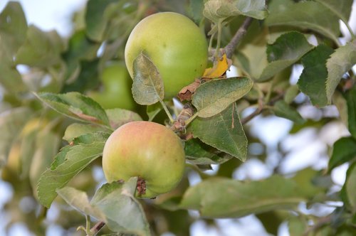 apple  fruit  apples