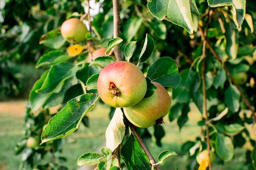 apple  tree  fruit