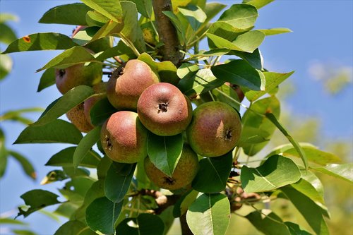 apple  apple tree  fruit