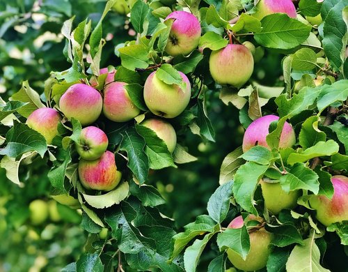 apple  apples  tree